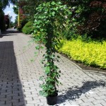 Hedera helix hibernica