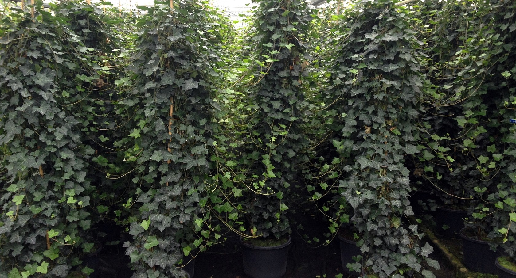Hedera helix hibernica