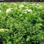 Hydrangea arborescens Annabelle