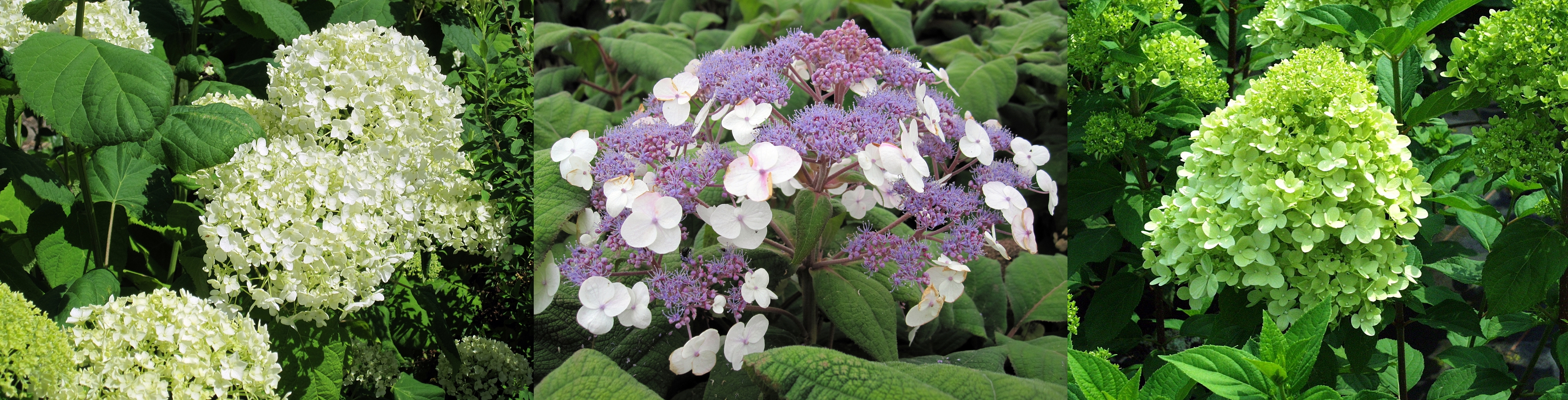 Hydrangea arborescens Annabelle, Hydrangea aspera Macrophylla, Hydrangea paniculata Limelight