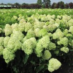 Hydrangea paniculata Limelight