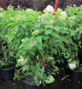 Hydrangea paniculata Phantom