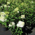 Hydrangea paniculata 'Vanille-Fraise'