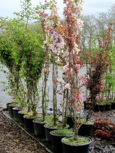 Prunus serrulata Amanogawa