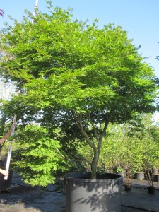 Acer palmatum