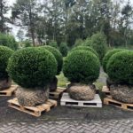 Ilex crenata Kugel
