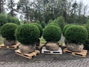 Ilex crenata Kugel
