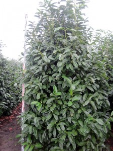 Prunus lauroc. ,Bertini’