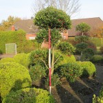 Ilex Bonsai