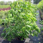 Aesculus