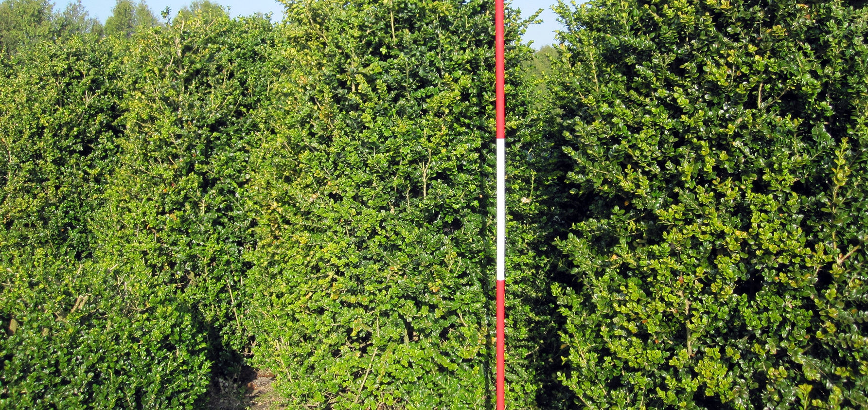 Buxus Rotundifolia