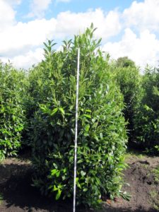 Prunus lauroc.'Herbergii'