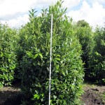 Prunus laurocerasus 'Herbergii'
