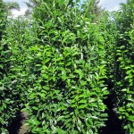 Prunus lauroc. 'Genolia'
