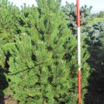 Pinus mugo Rostrata