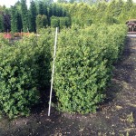 Ilex crenata 'Rotundifolia'