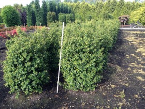 Ilex crenata 'Rotundifolia'