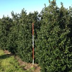 Ilex meserveae ,Blue Prince’