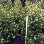Ilex crenata 'Dark Green'