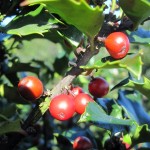 Ilex meserveae Blue Angel