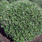 Ilex Blue Angel Kugel