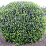 Ilex meserveae Blue Prince, Kugel