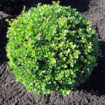 Ilex crenata Dark Green Kugel