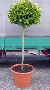 Ilex Golden King, Hochstamm