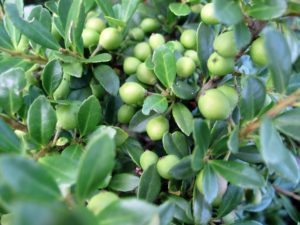 Ilex Green Glorie