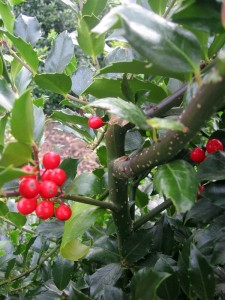 Ilex meserveae Heckenfee