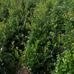 Ilex meserveae Heckenpracht