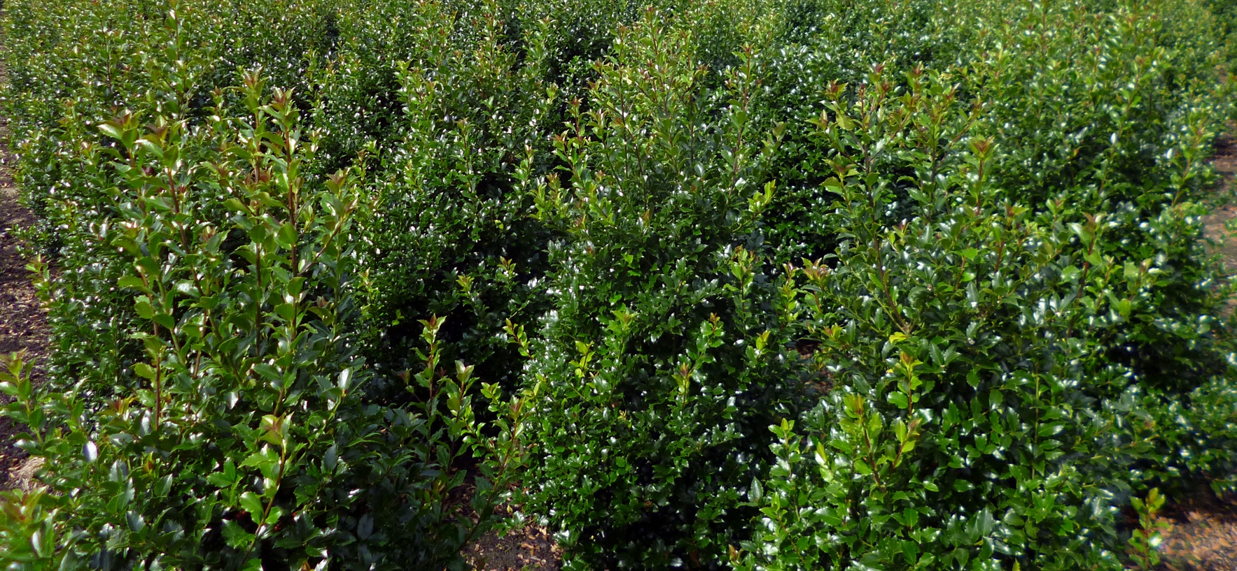 Ilex meserveae Heckenpracht