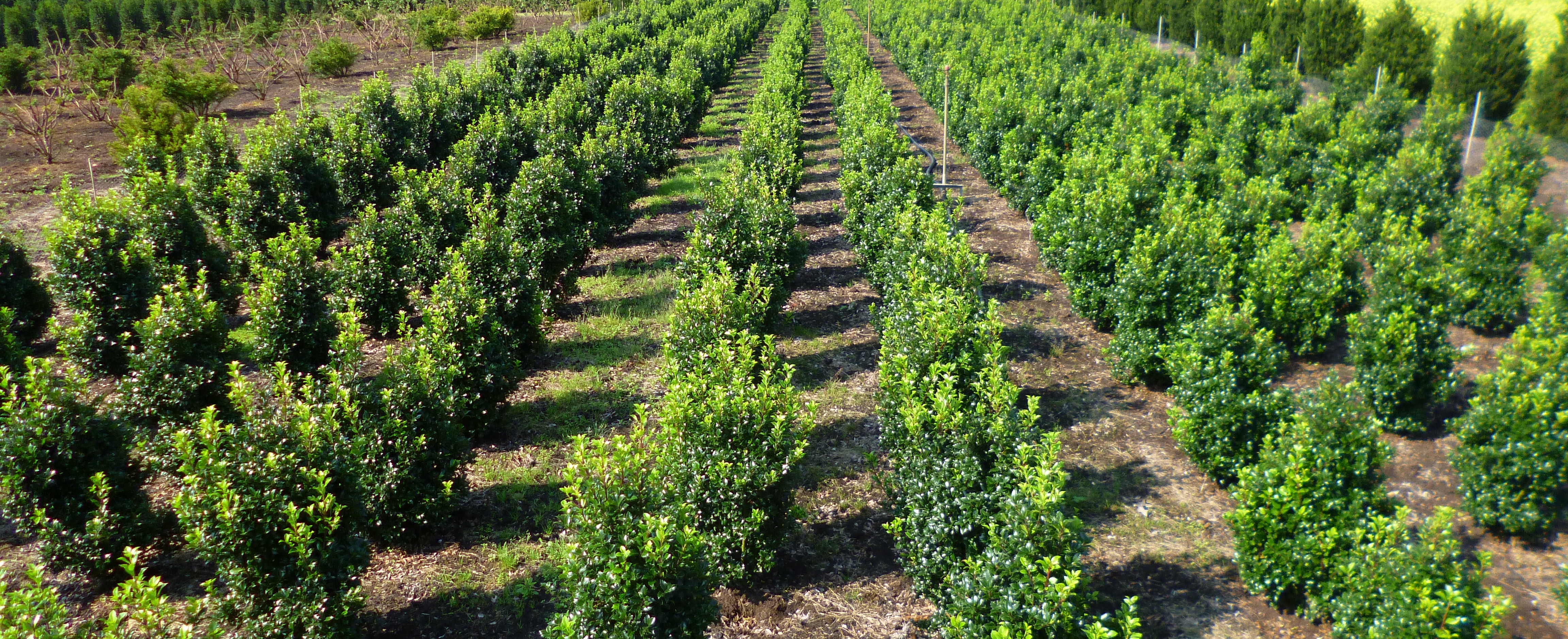 Ilex crenata Heckenstar