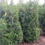 Ilex meserveae Heckenstar