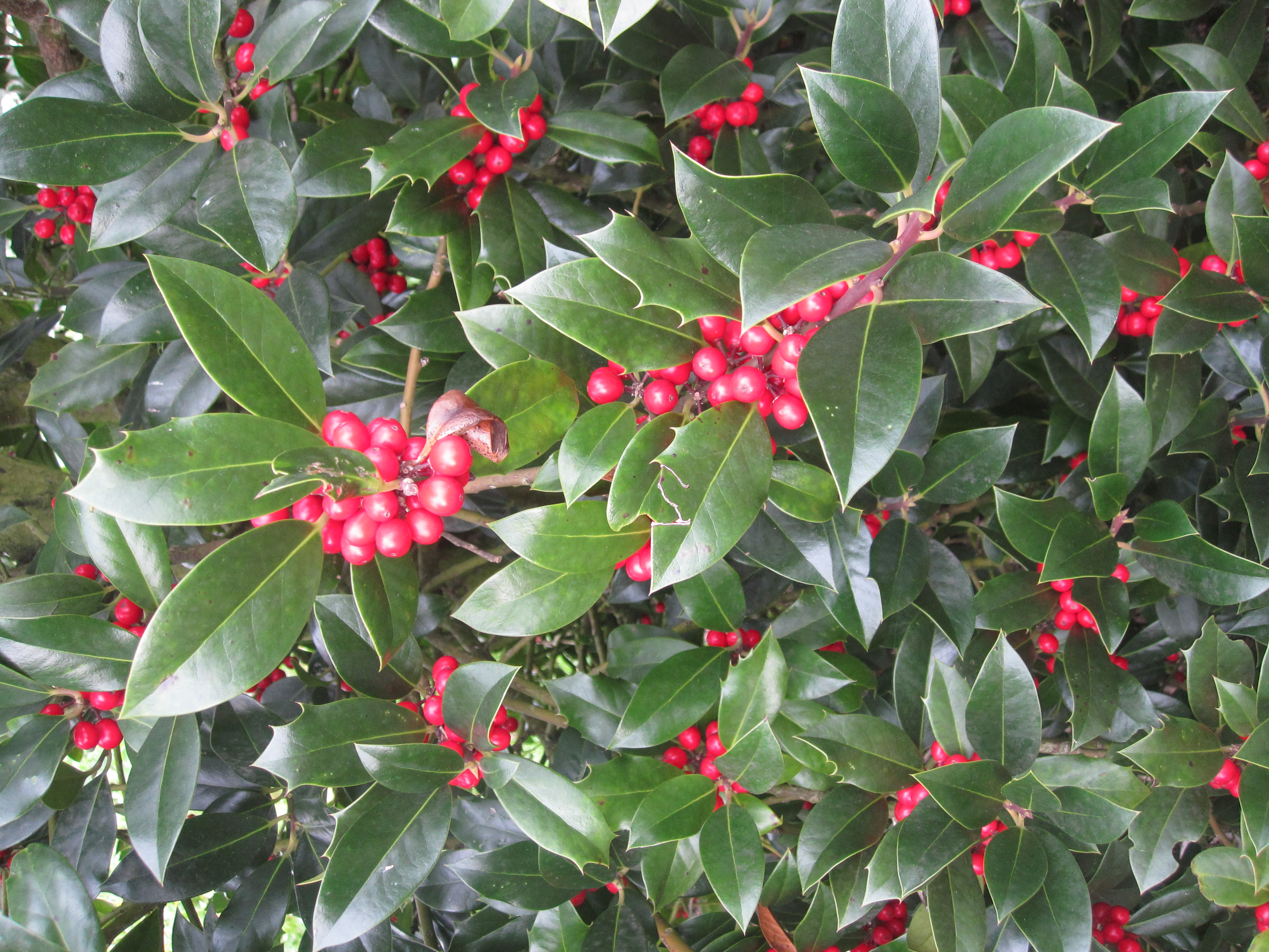 Ilex Sibiria_2