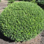 Ilex crenata Stokes Kugel
