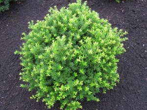 Ilex crenata Twiggy