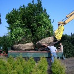 Ilex Versand 014_1