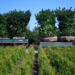 Ilex Versand 015