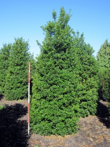 Ilex aquifolium Alaska