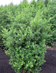 Ilex crenata