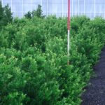 Ilex crenata 'Blondie'