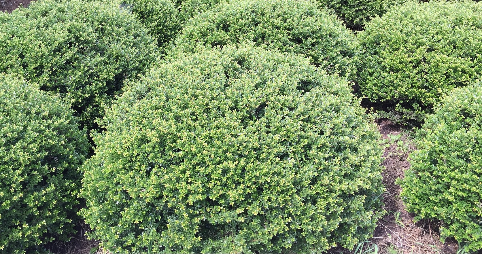 Ilex crenata 'Twiggy'