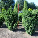 Juniperus chin. Blaauw