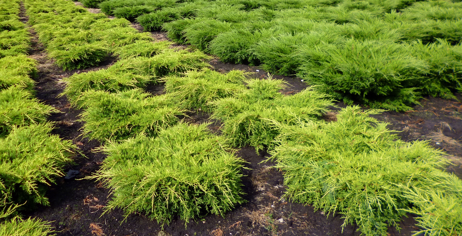 Juniperus