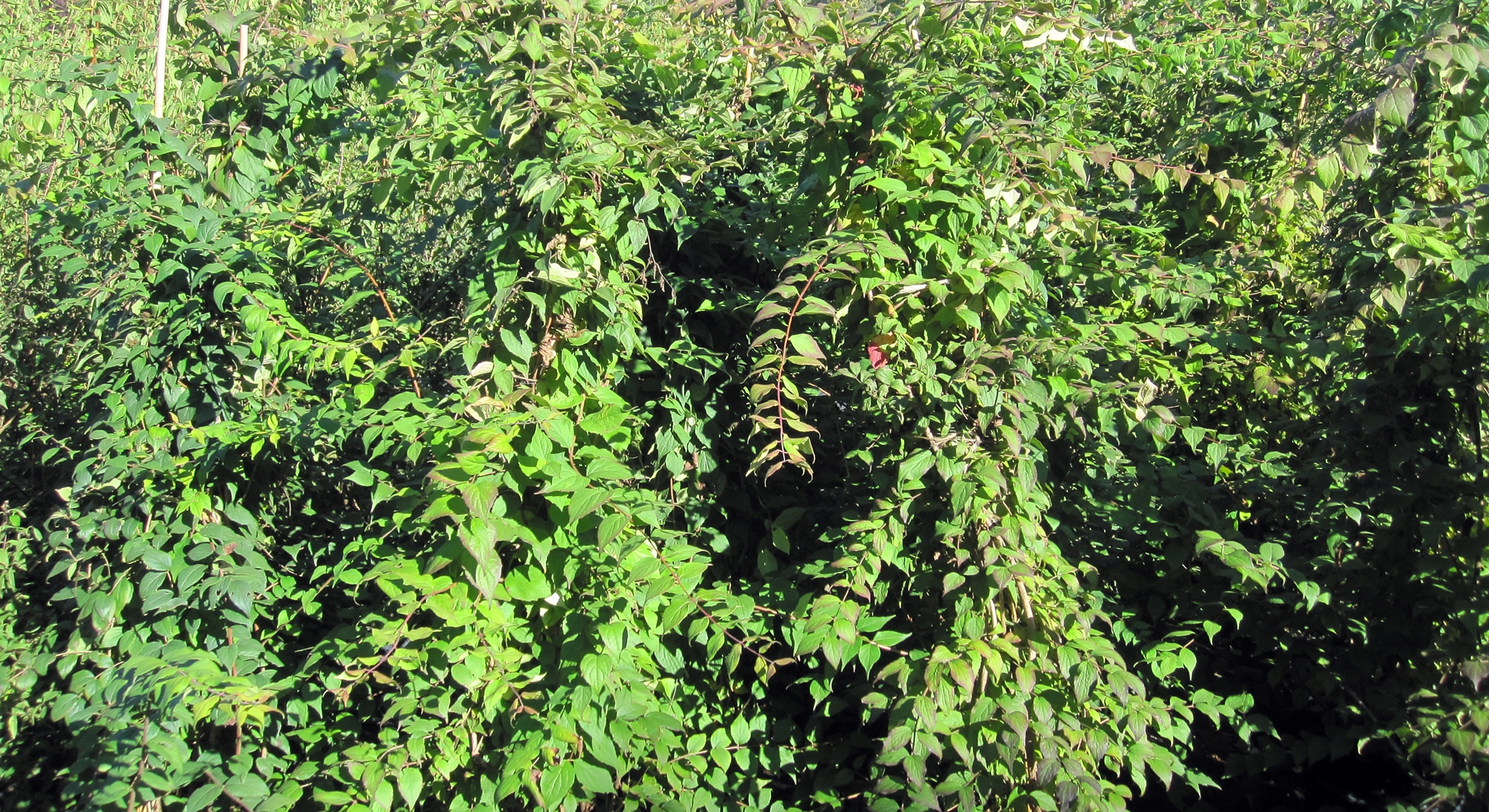 Kolkwitzia amabilis