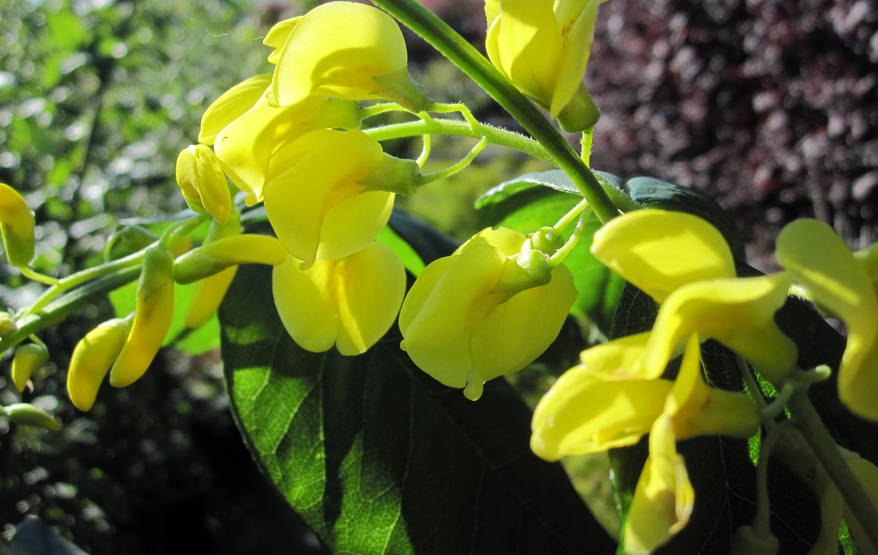 Laburnum watereri Vossii