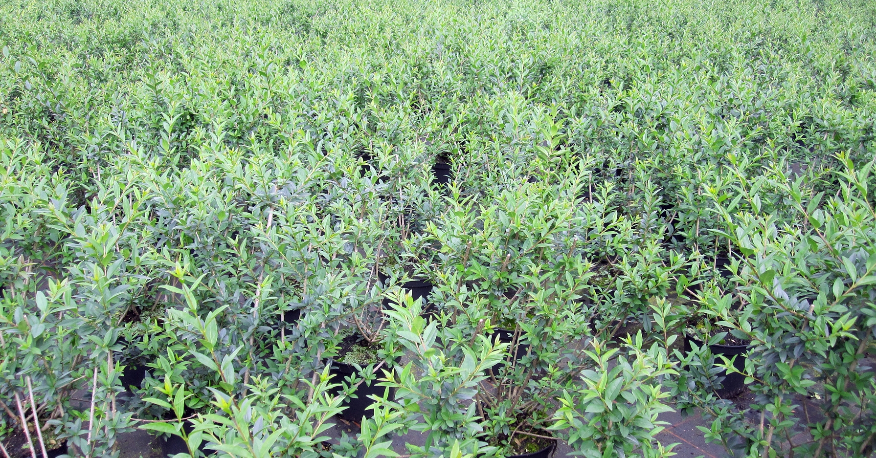 Ligustrum vulgare Atrovirens