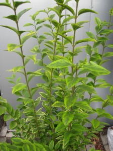 Ligustrum ovalifolium Aureum
