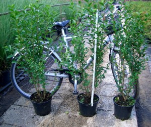 Ligustrum ovalifolium